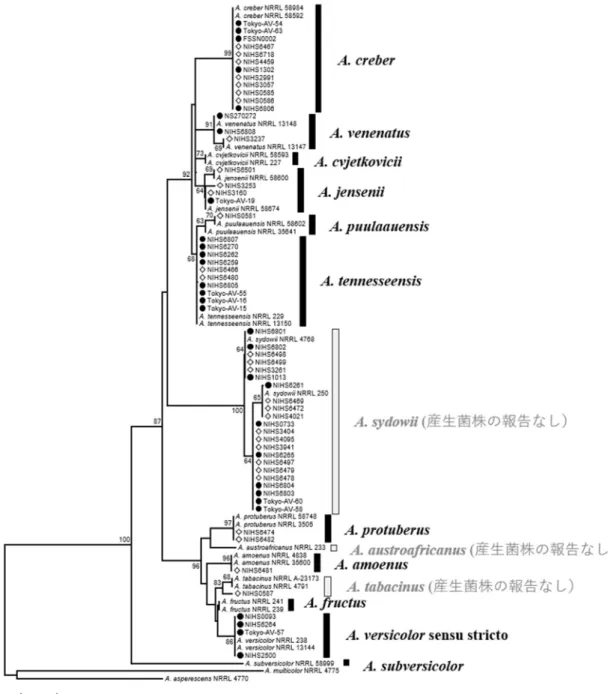 図 1. β-tubulin 遺伝子部分配列による系統樹 