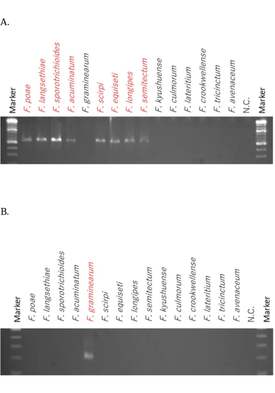 図 7. DAS 産生菌種特異的検出 PCR（β-tubulin） 
