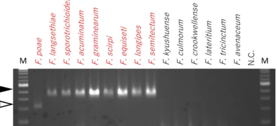 図 9. DAS 産生菌種特異的検出 PCR（lys2） 