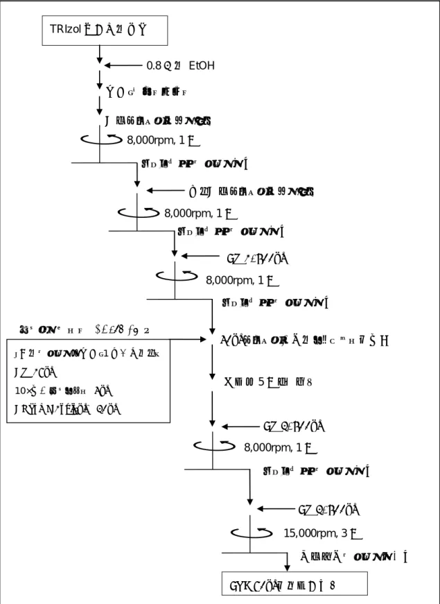 図 2 QIAamp Viral RNA Mini Kit へのオンカラム DNase I 処理の組込み 0.8倍のEtOH TRIzol抽出後の水層 混合・スピンダウン 半量をカラムにアプライ 8,000rpm, 1分 コレクションチューブ交換 残り半量をカラムにアプライ 8,000rpm, 1分 コレクションチューブ交換 AW1, 500μl 8,000rpm, 1分 コレクションチューブ交換 40μlをカラム中心のフィルターに添加 室温で5分間  静置 AW2, 500μl （別のチューブで混合・1検