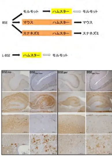 Fig.  1.  黄色部分については対照動物。本年度の 結果として、 BSE マウス馴化株、スナネズミ株か らハムスターからハムスターへの伝達が可能で あった。 