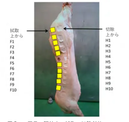 図 6  ２回目  豚枝肉の拭取、切除部位 