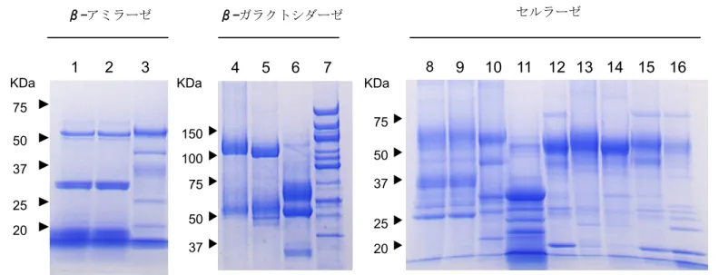 Fig. 1  SDS-PAGE15010075503745677550372520 8 9 10 11 12 13 14 15 167550372520KDa123KDaKDa