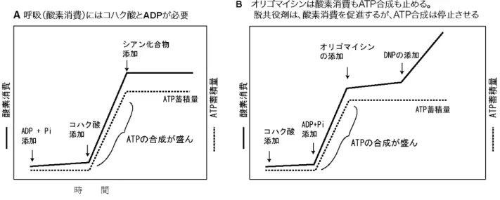 図	  動物の肝臓から単離したミトコンドリアを用いた試験管内での実験	  	  	 