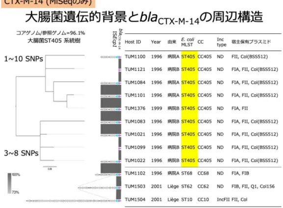 図 1. bla CTX-M-14 陽性大腸菌の遺伝的背景と薬剤耐性遺伝子の周辺構造 