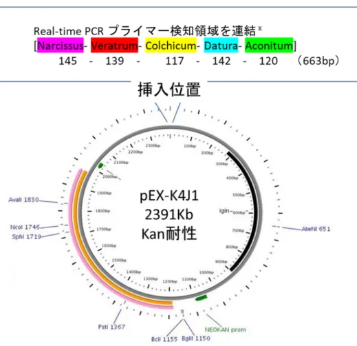 図 1.  陽性コントロールプラスミド概要 