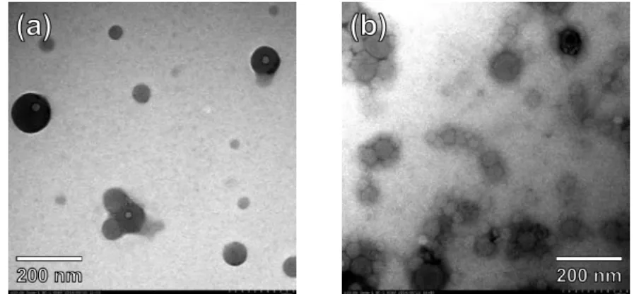 Fig.  3  TEM  pictures  of  vesicles  formed  from  (a)  Linear  and  (b)  Cyclic. 