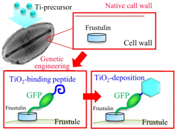 Fig.  2  Diatom  cell  surface  display  system  for  fabrication  of  TiO 2 -functionalized  biosilica 