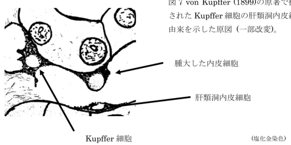 図 7 von Kupffer (1899)の原著で提 された Kupffer 細胞の肝類洞内皮細 由来を示した原図  (一部改変)。  (塩化金染色)  Kupffer 細胞 肝類洞内皮細胞腫大した内皮細胞 