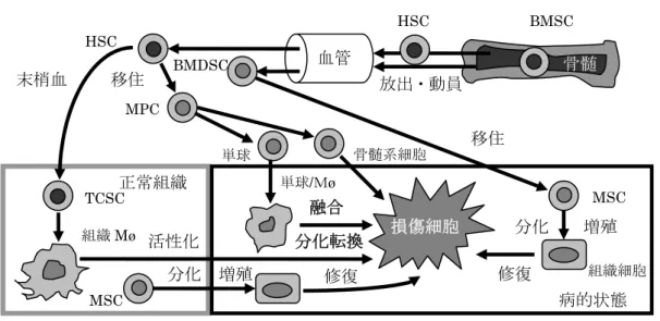 図 94  マクロファージの分化転換と細胞融合 