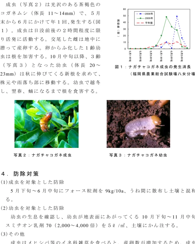 図 １ ： ナ ガ チ ャ コ ガ ネ 成 虫 の 発 生 消 長 （ 福 岡 県 農 業 総 合 試 験 場 八 女 分 場 ）  0102030405060５月１半旬５月３半旬５月５半旬６月１半旬６月３半旬６月５半旬誘殺数（頭）2008年2009年平年値３ ． 発 生 生 態    成 虫 （ 写 真 ２ ） は 光 沢 の あ る 茶 褐 色 のコ ガ ネ ム シ （ 体 長 11～ 14mm） で 、 ５ 月末 か ら ６ 月 に か け て 年 １ 回 、発 生 す る（ 図１ ） 。 成 虫 は