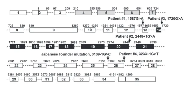 Fig. 2.     WRN  mutations found in newly identified Werner patients. A diagram of the   WRN  gene is shown with  the locations of mutations described in this study