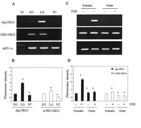 Figure 2.2 Stage‑specific and cell type‑specific mRINA expression ofnNRGI isoforms (A and B) Stage‑specific mRNA expression of nNRGI isofbrrns. mRNA was isolated from cysts with 3'd ‑4th generation of early spermatogonial (EG), the 6th‑7th generation of1at