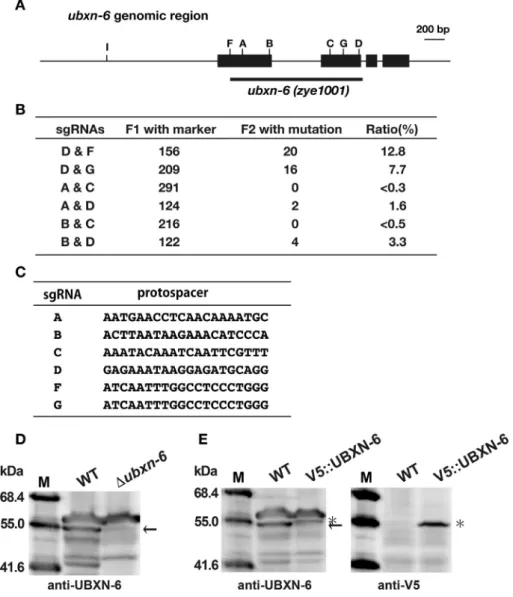 Fig. 1. Generation of the ubxn-6 deletion mutant in C. elegans.