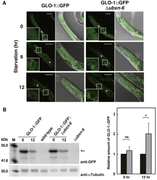 Fig. 4. Effects of starvation on the GLO-1::GFP localization and accumulation.