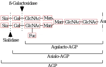Fig. 4  Oligosaccharide structure of asialo- and agalacto-AGP Sia : sialic acid   Gal : galactose   GlcNAc : N-acetylglucosamine  Man : mannose   Fuc : fucose   Asn : asparagine