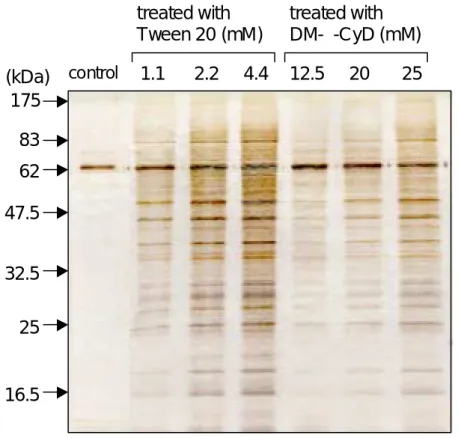 Fig. 25.  SDS-PAGE (12.5%) of Proteins Released from Caco-2 Cells  Treated with Additives 
