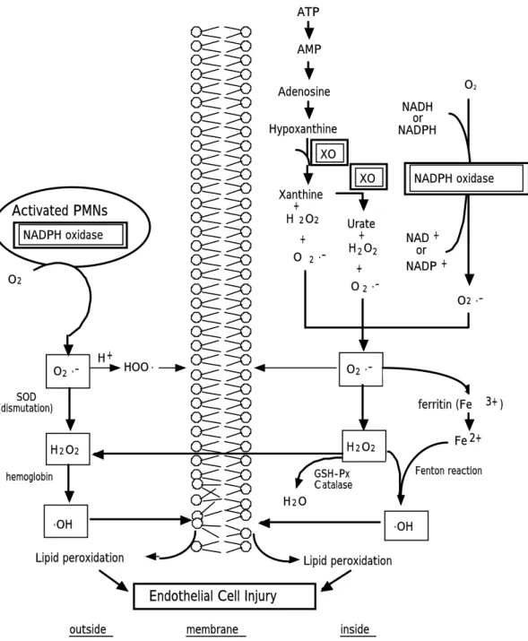 Fig. 1 ‑ 2. The proposed mechanism for the generation of lipid peroxidation in the  lungs