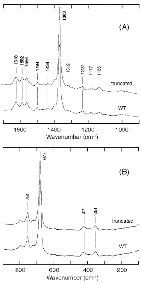 Figure  9. Resonance Raman spectra of ferrous CooA in high frequency (A) and low frequency (B)  regions