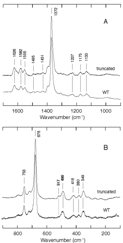 Figure  10.  Comparison  of  resonance  Raman  spectra  of  CO-bound  CooA  in  high  frequency  (A)  and low frequency (B) regions
