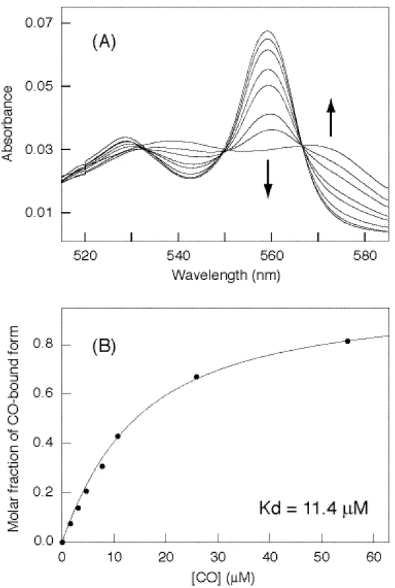 Figure  11.  CO  titration  analysis  of  wild-type  CooA.  Spectral  changes  in  CO  titration (A) and plots  for molar fraction of CO-bound form against CO concentrations (B).