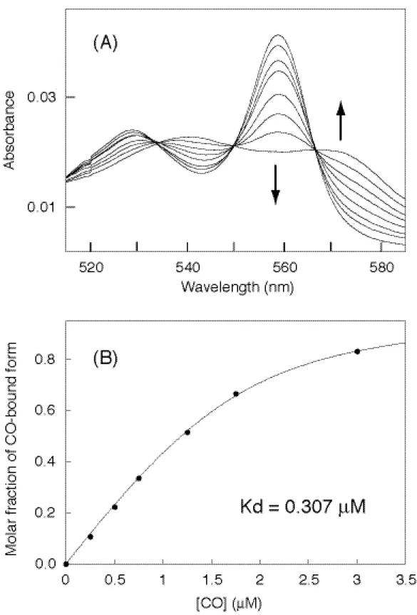 Figure  11.  CO  titration  analysis  of  truncated  CooA.  Spectral  changes in CO titration (A) and plots  for molar fraction of CO-bound form against CO concentrations (B).