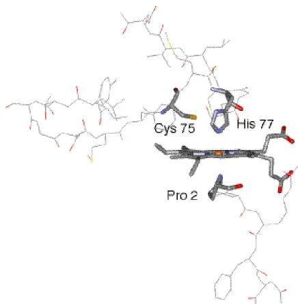 Figure  13.  Structures  of  heme  and  proximate  residues  in  the  ferrous  CooA  (pdb  :1ft9)