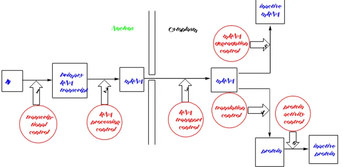 Fig. 2. Control of gene expression.