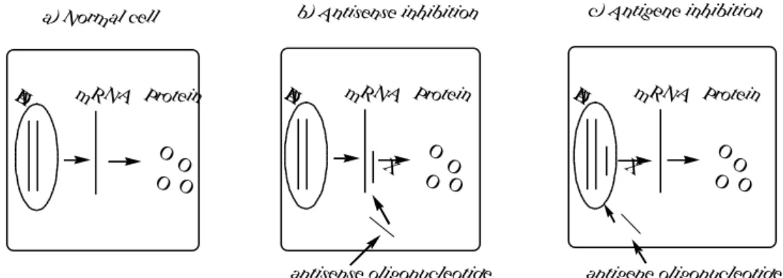 Fig. 4. Schematic illustration of (a) Normal gene expression. DNA is transcribed into mRNA  followed  by  translation  to  give  multiple  copies  of  the  protein  gene product; (b) Antisense inhibition