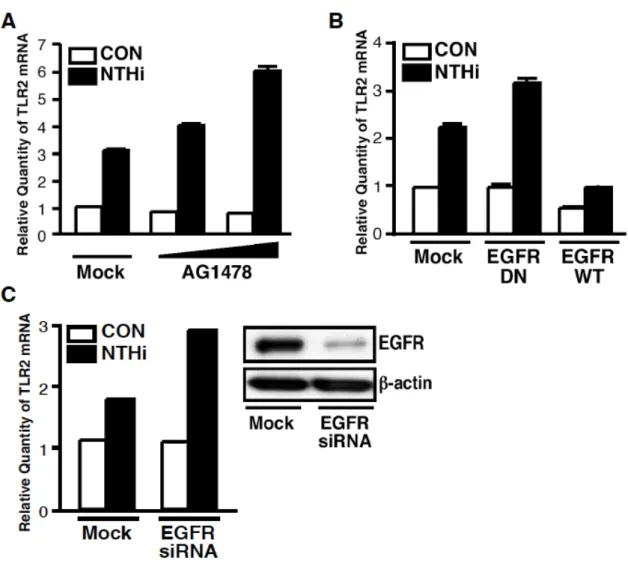 Figure 5 EGFR is a negative regulator for NTHi-induced TLR2 expression in HeLa cells. 