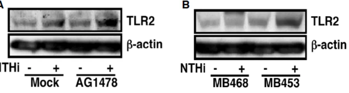 Figure  7  EGFR  is  a  negative  regulator  for  NTHi-induced  TLR2  protein  expression