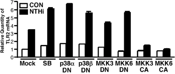 Figure  9  p38  MAPK  signaling  pathway  is  negatively  involved  in  NTHi-induced  TLR2  expression