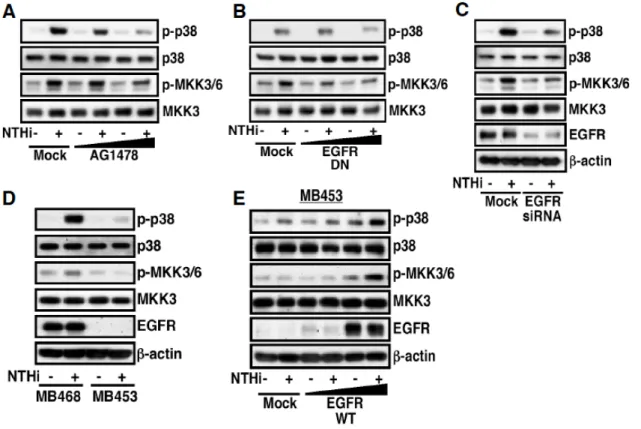 Figure 11 EGFR is negatively involved in NTHi-induced TLR2 expression via a MKK3/6- MKK3/6-p38  α / β   MAP  Kinase-dependent  mechanism