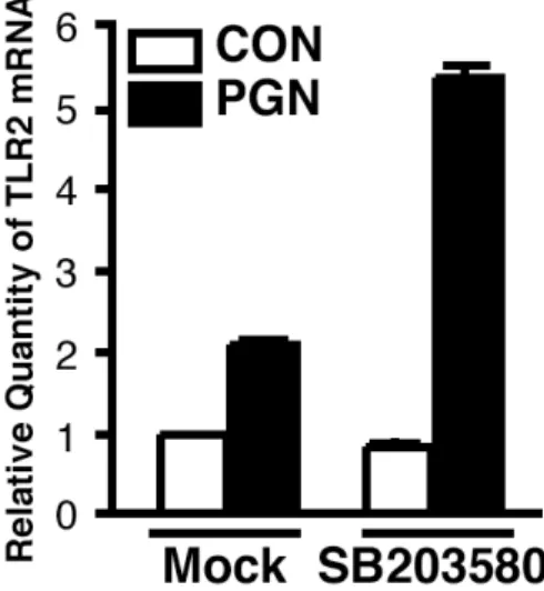 Figure  12  Activation  of  p38  MAPK  signaling  pathway  via  TLR2  is  negatively  involved  in  TLR2 expression
