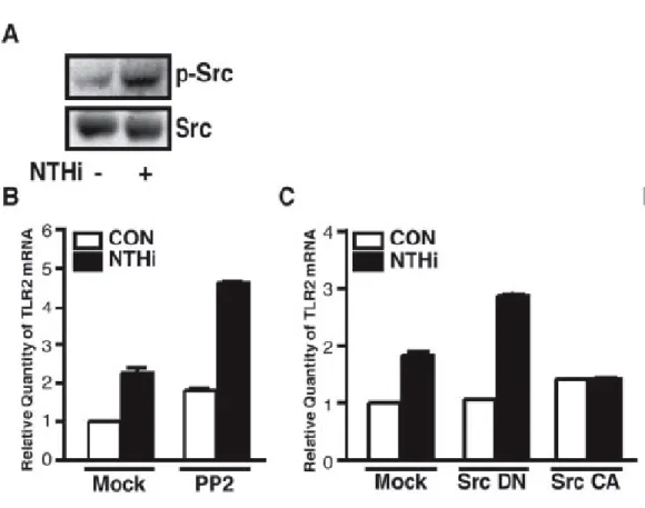 Figure  13  Activation  of  Src  by  NTHi  is  negatively  involved  in  NTHi-induced  TLR2  expression