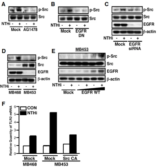Figure  15 Src  acts  downstream  of  EGFR  in  mediating the  negative  regulation  of  NTHi- NTHi-induced  TLR2  expression