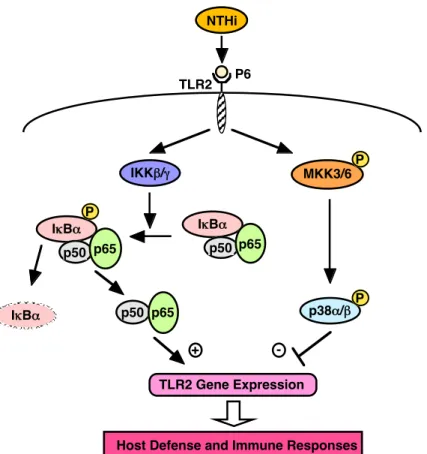 Figure  3.  Schematic  representation  of  NTHi-induced  signal  transduction  pathways  involved in TLR2 expression in human epithelial cells