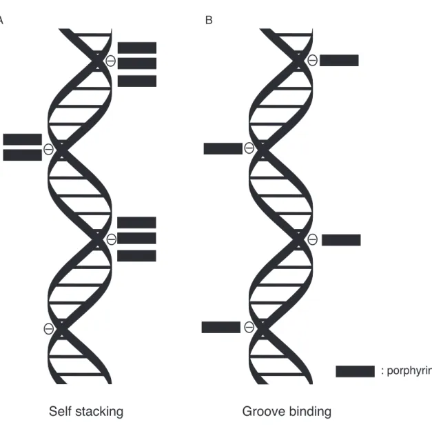 Figure 12. Model of binding mode of TMPyP4 (A) and pPy, pTm, mPy and mTm (B) against CTDNA
