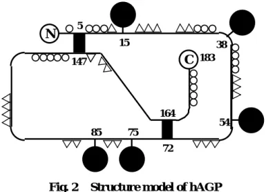 Fig. 2    Structure model of hAGP