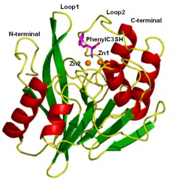 Fig. 11. The overall structure of VIM-2 in complex with PhenylC3SH.