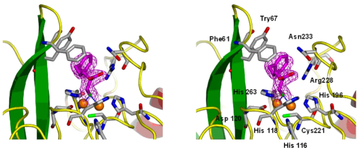 Fig. 13. The  structure of the active site of VIM-2 in complex with  PhenylC3SH.    The electron density map (red) of PhenylC3SH is shown contoured at the 1.0σ level in F o -F c map
