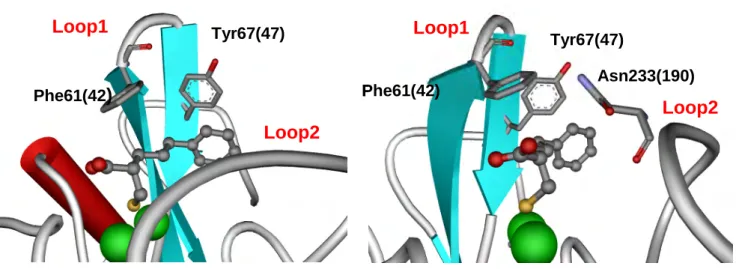 Fig. 14. Interaction of VIM-2 in complex with PhenylC3SH. α-Helices, β-strands,  and loops are shown in red, light blue, and gray, respectively