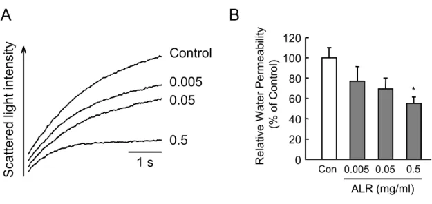 Figure 2. Effect of ALR extract on membrane water permeability in MLE-12 cells.