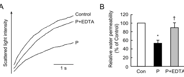 Figure 6. Effect of EDTA on decrease in membrane water permeability induced