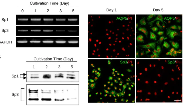 Fig. 11. The expression patterns of Sp1and  Sp3 during the cultivation  of alveolar type II cells.