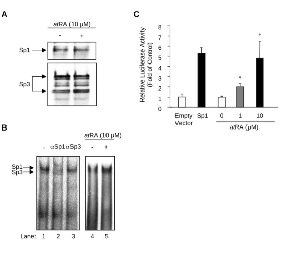 Fig. 35. atRA enhaced  the  DNA-binding activity of Sp1 without altering the levels of nuclearSp1.
