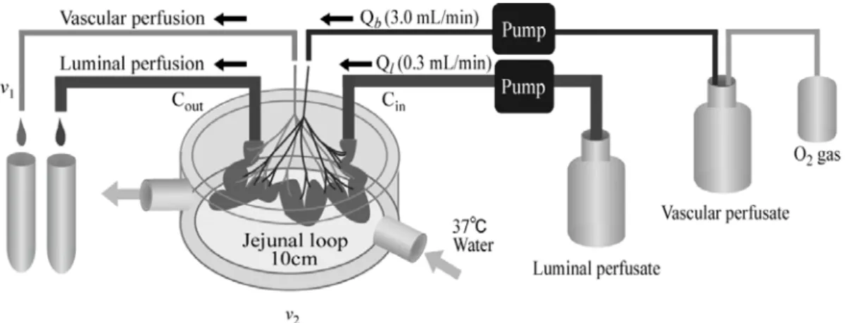 Fig. 5  Diagrammatic Representation of Rat Jejunal Single-pass Perfusion.