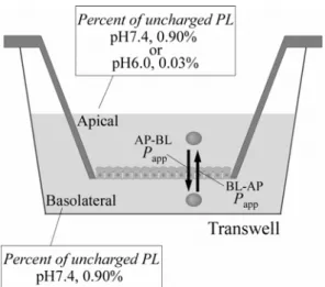 Fig. 9  Diagrammatic Representation of Transport of PL across Caco-2  Cell Monolayers