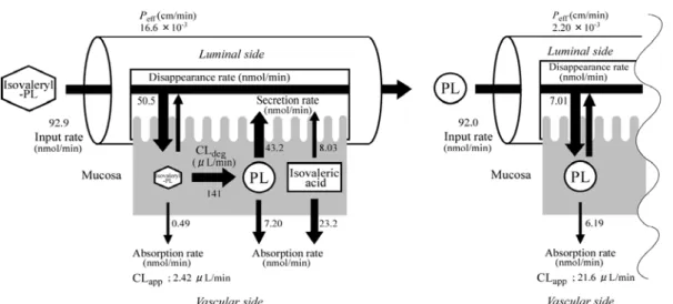 Fig. 11  Kinetic Parameters for Absorption of Isovaleryl-PL and Propranolol in Rat Jejunal Single-pass Perfusion.