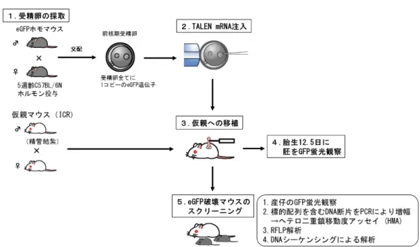 図 2    TALEN による eGFP 遺伝子破壊マウス作製の概要。個飼いにした雄の eGFP ホ